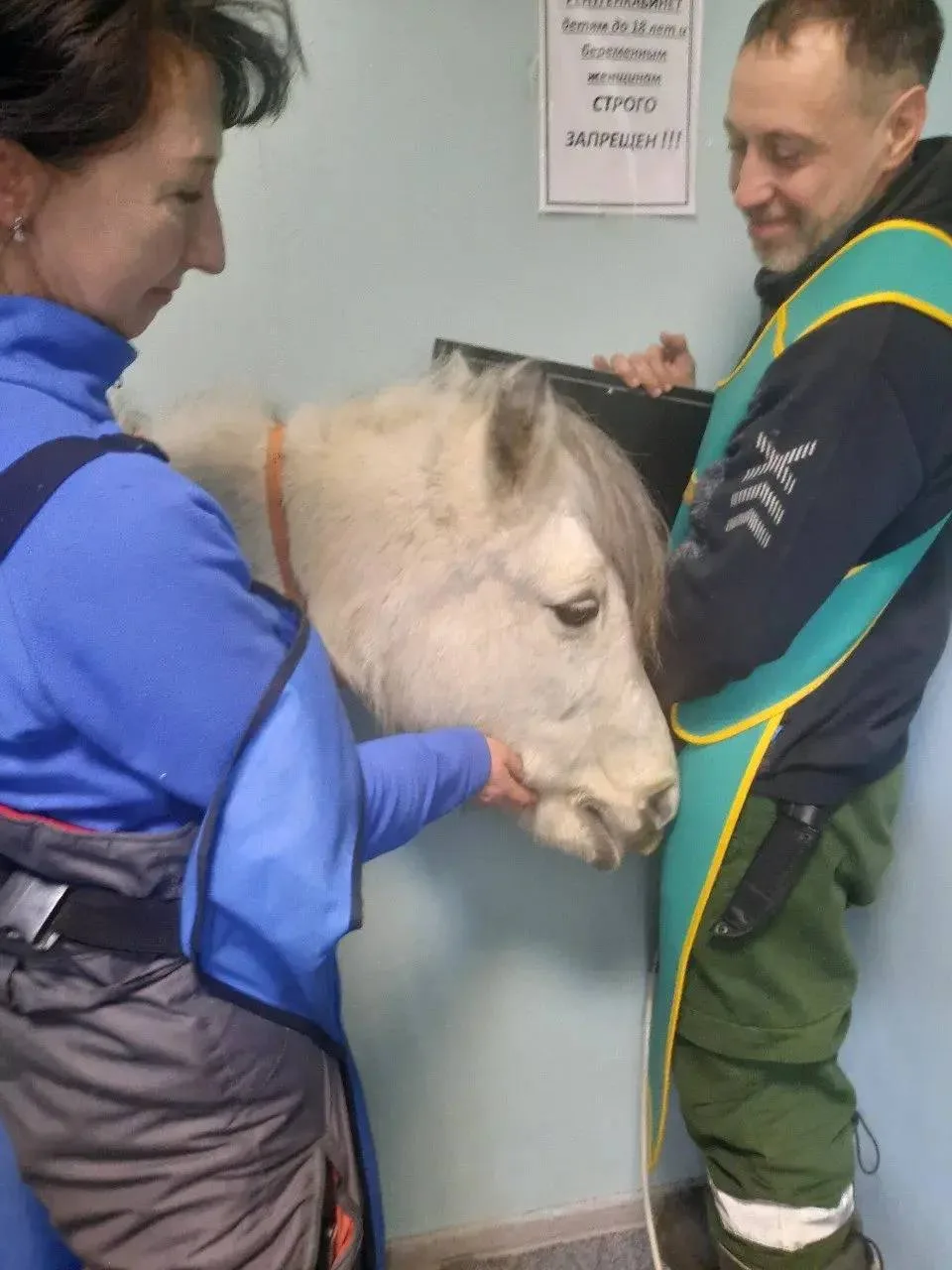 Потребуется трепанация: опасную патологию у 15-летней пони нашли ветврачи из Усть-Илимска официальный тг-канал (18+) Ассоциации ветеринарии Приангарья