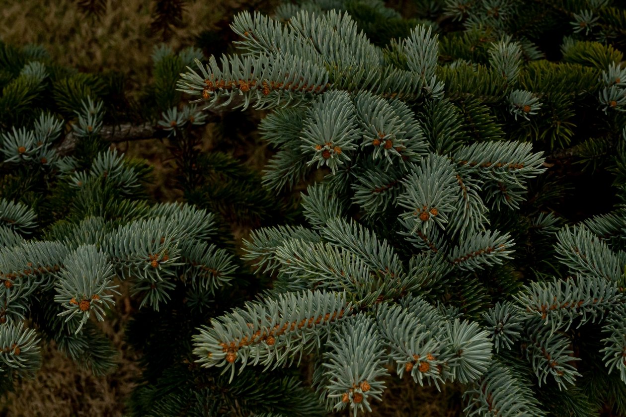 елка, ёлка, шишка, лес, сосна, хвойные, можжевельник Илья Табаченко, ИА PrimaMedia.ru