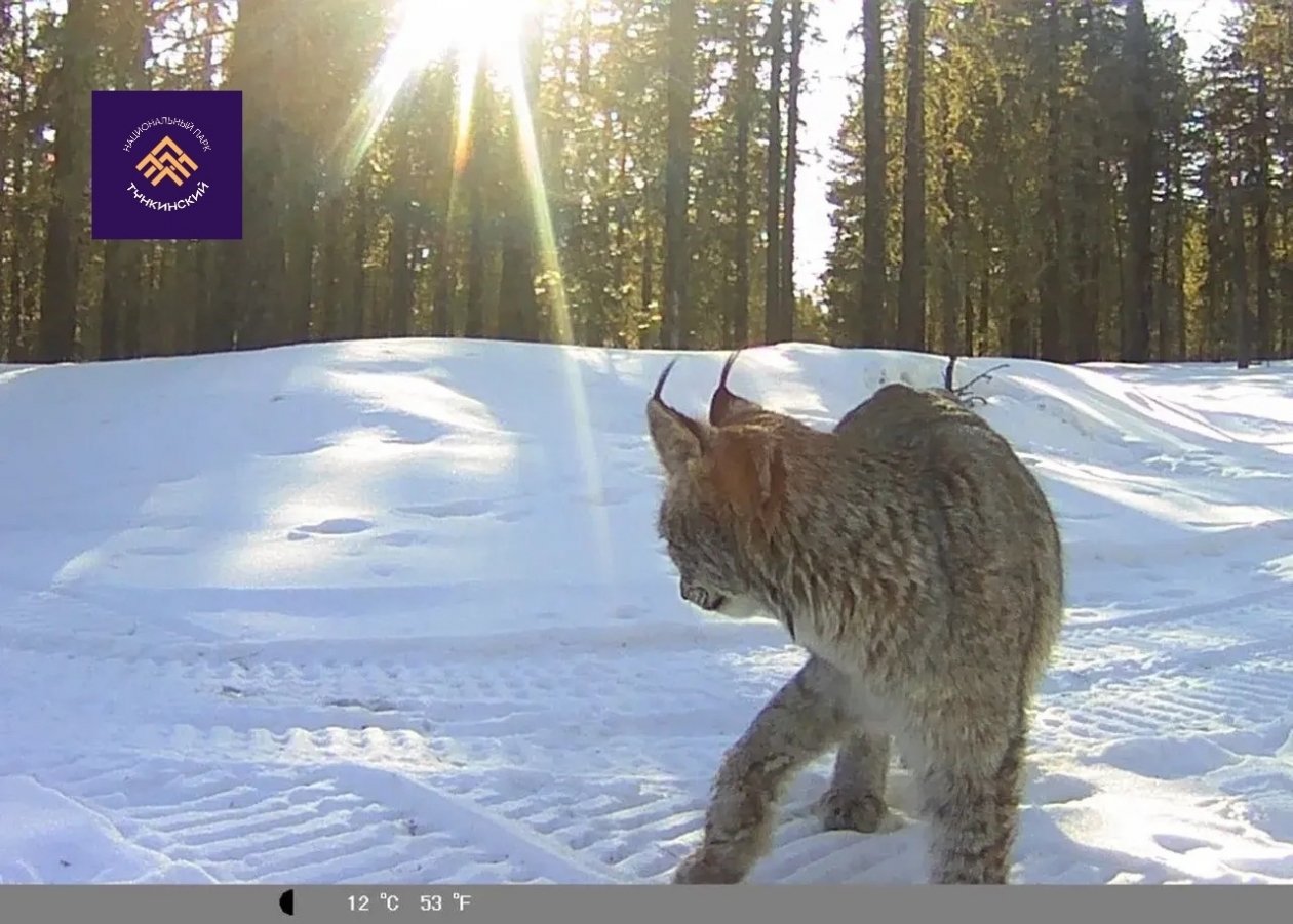 Рысь с кисточками Тункинский нацпарк