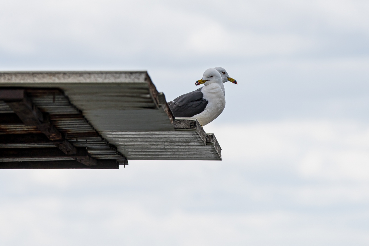 Тематическое фото ИА PrimaMedia