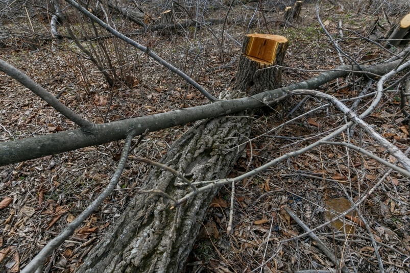 Тематическое фото ИА PrimaMedia