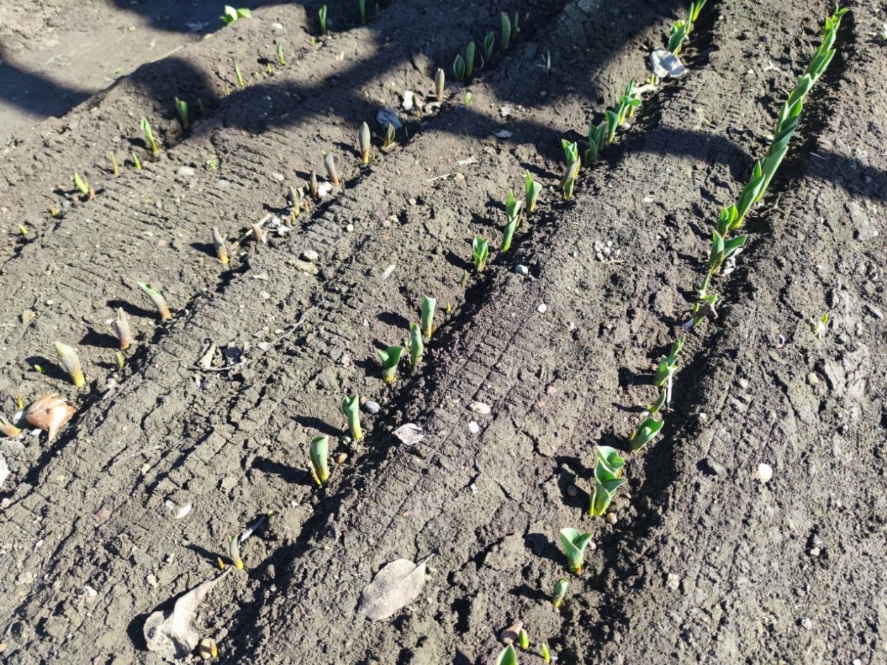 Дачники, запишите, какие культуры нужно посеять в апреле 2026 года ИА Stavropol.Media