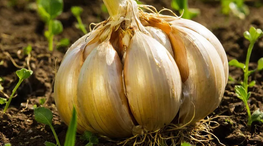 Чеснок GigaChat (12+)