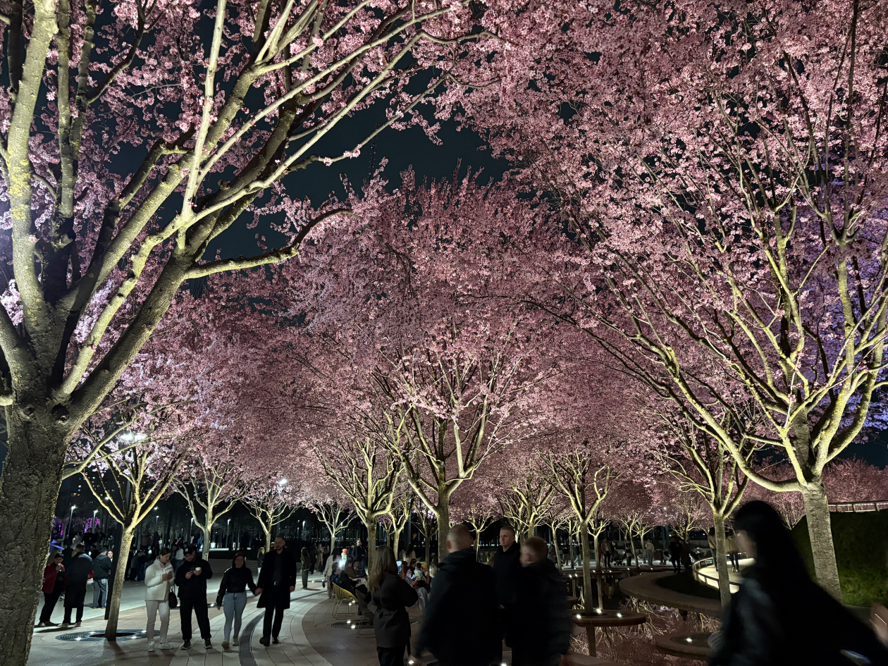 Сакура в Краснодаре: как найти и когда смотреть - даже лучше, чем в Японии ИА StolicaMedia