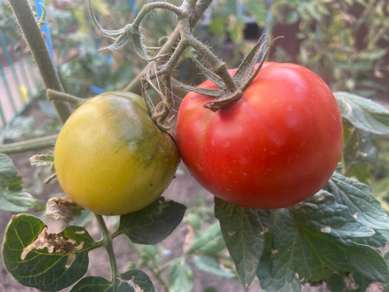 Огород для занятых: беру 4 компактных гибрида - и заваливаю кухню томатами, не сгибая спины ИА KrasnodarMedia