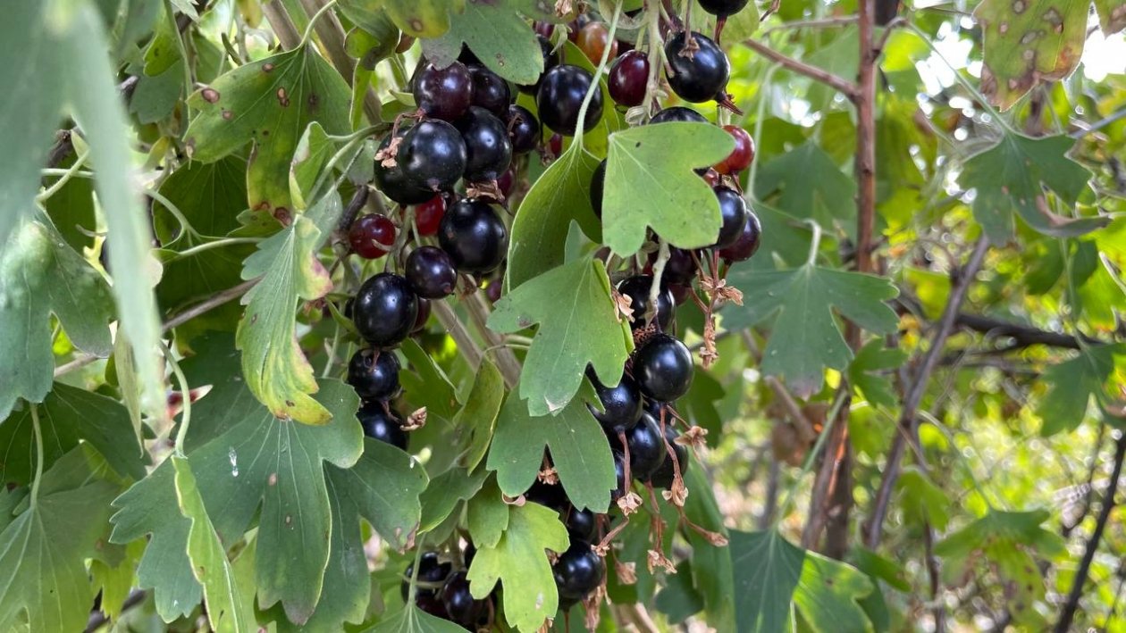 Смородине в апреле - первым делом: 3 ложки порошка - иначе ягод ничтожно мало ИА Stavropol.Media