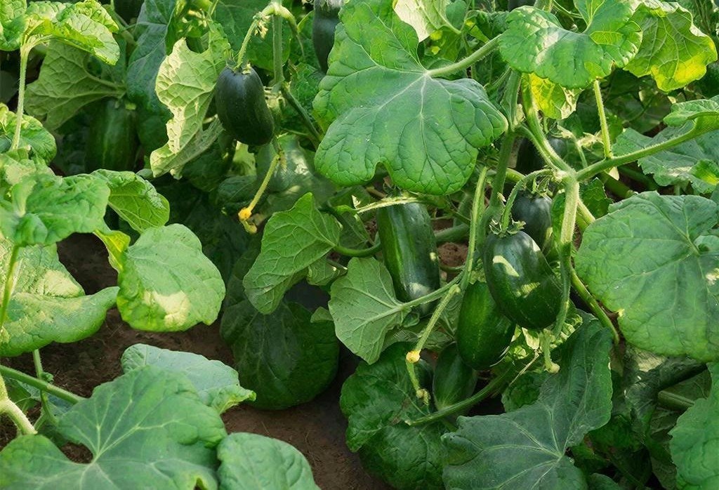 Тематическое фото Создано при помощи ИИ.