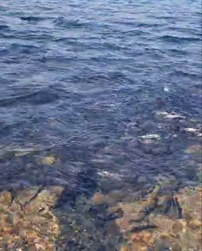 Tg-канал «NBS24» (18+)