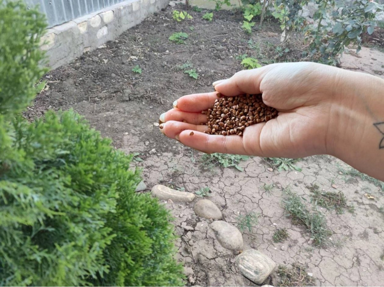 Важно рассыпать 10 гр соли под корни после 5 апреля - и весной почва, как мягкая вуаль ИА KrasnodarMedia