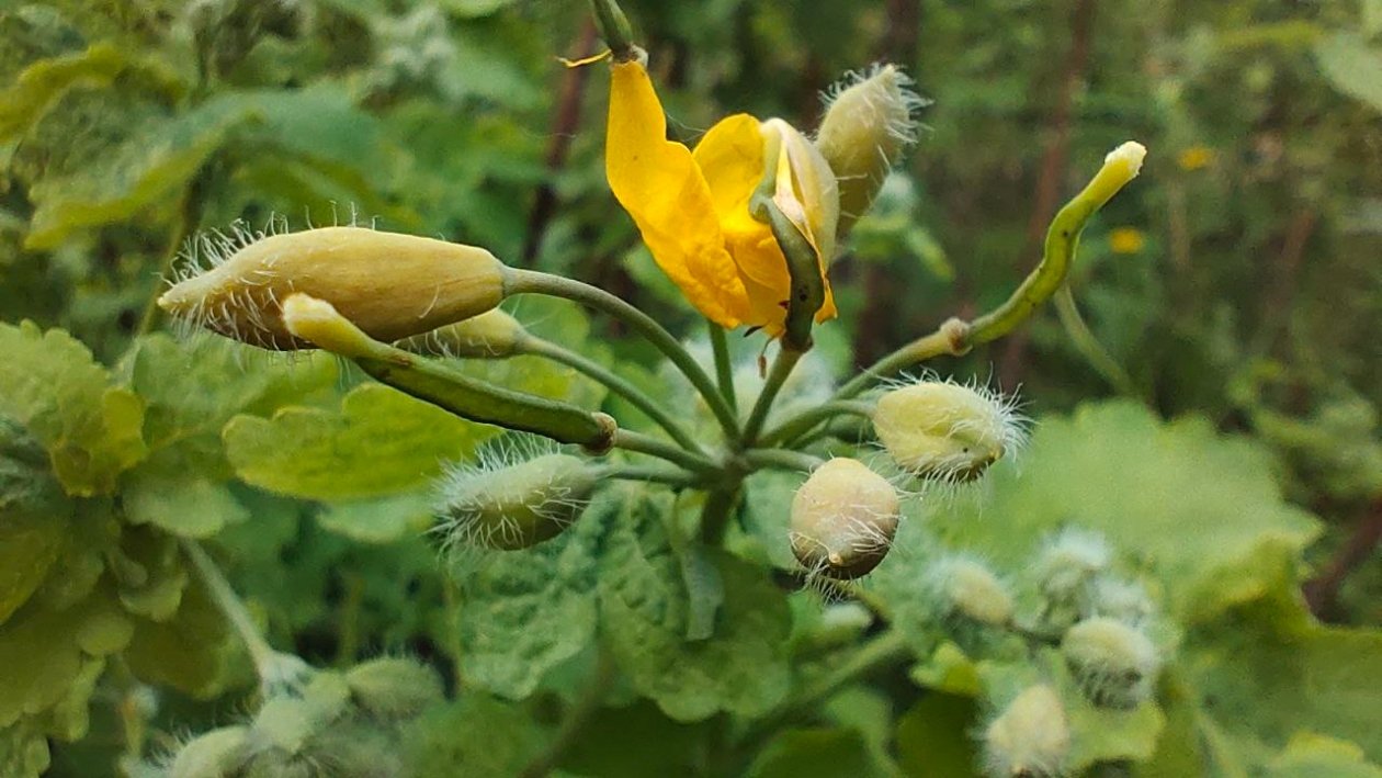 Зелёный алмаз среди сорняков: что я выяснила о чистотеле и почему теперь берегу каждый росток ИА StavropolMedia