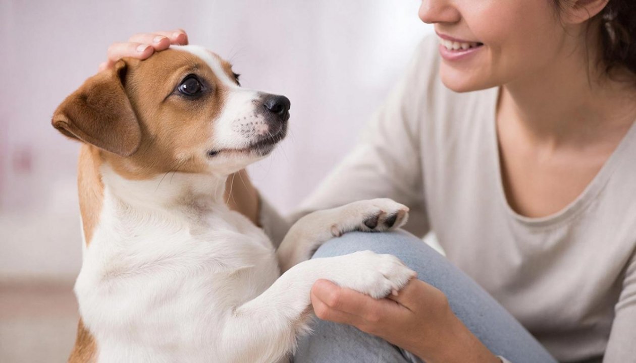 Запоминают команды с первого раза: 5 собак, которые подойдут новичкам - кинолог рекомендует Создано при помощи ИИ