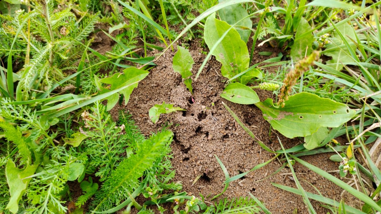 Забыл про муравьев и клещей: это простое решение оказалось настоящим спасением для моего сада Автора