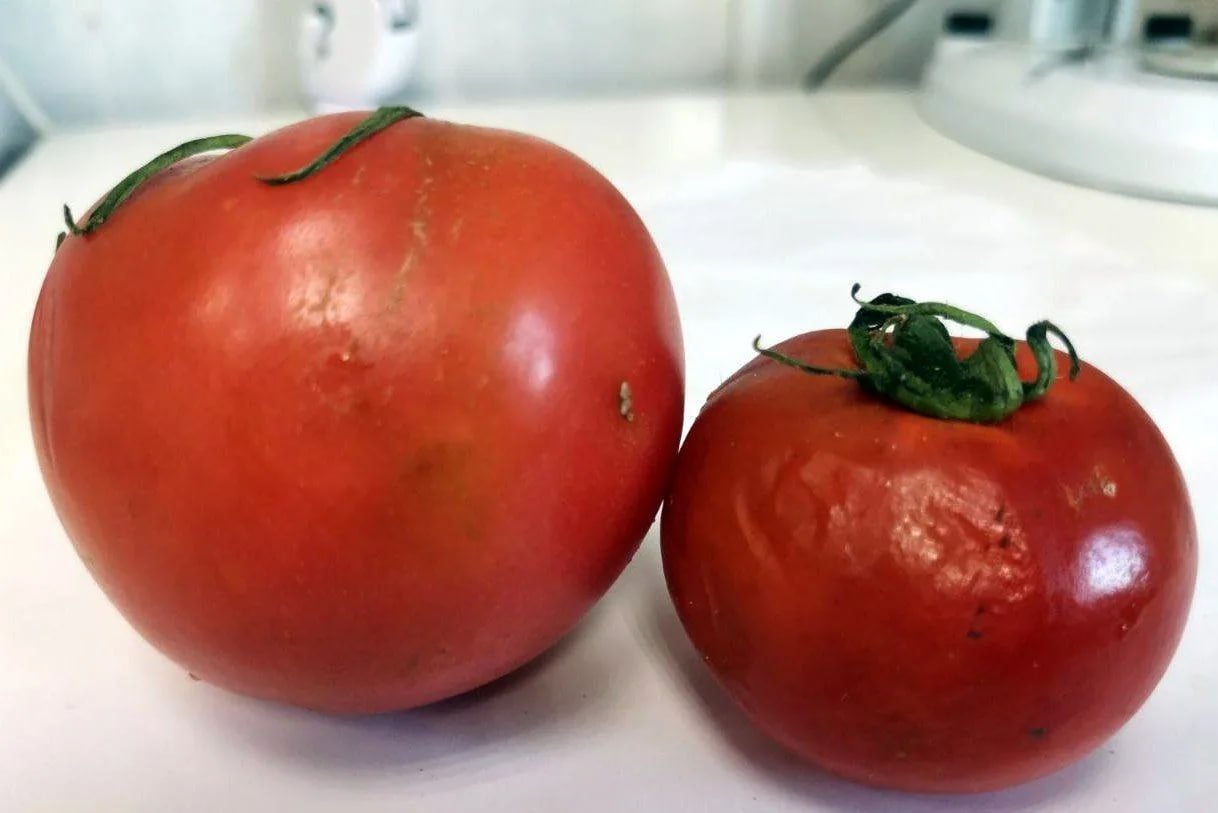 Заражённые томаты пресс-служба Россельхознадзора по Забайкалью