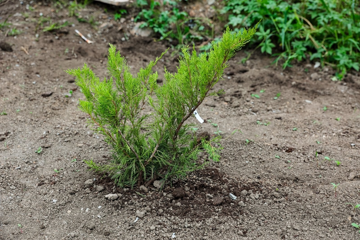 Озеленение, Высадка деревьев, благоустройство, саженцы, деревья, кусты, горшок Илья Аверьянов, ИА Primamedia