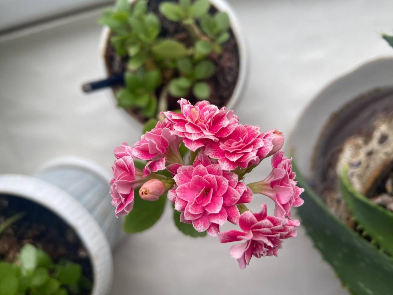 После одной таблетки подоконник расцвел - распустились даже чахлые цветы ИА SevastopolMedia