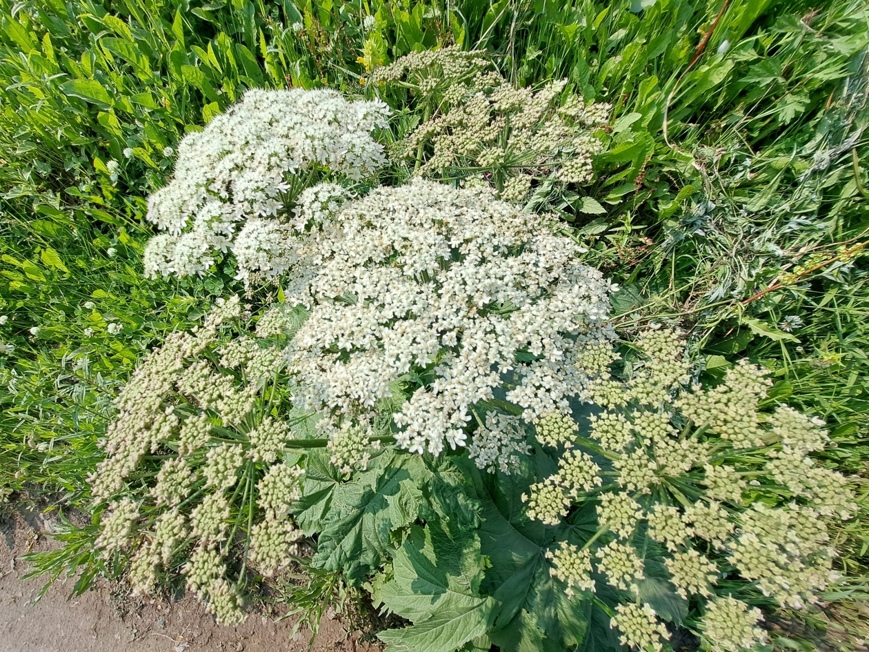В Иркутской области борщевик Сосновского внесен в перечень опасных растений Елена Поддубная, ИА KamchatkaMedia