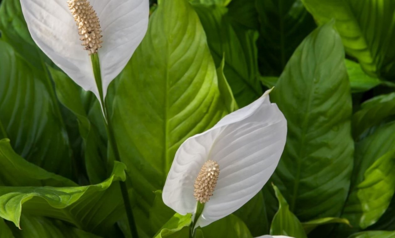 Тематическое фото Photo by frankorchid form PxHere