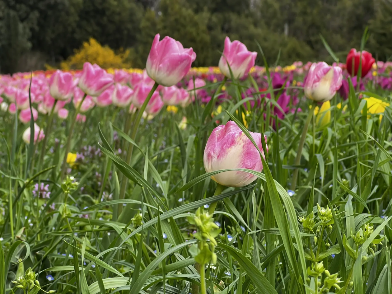 Теплое начало недели на Кубани сменится дождями Валерия Годовникова