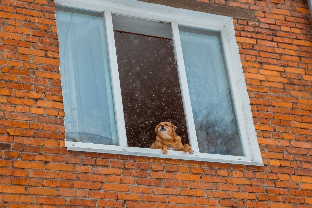 Собачий холод Мария Смитюк, ИА PrimaMedia