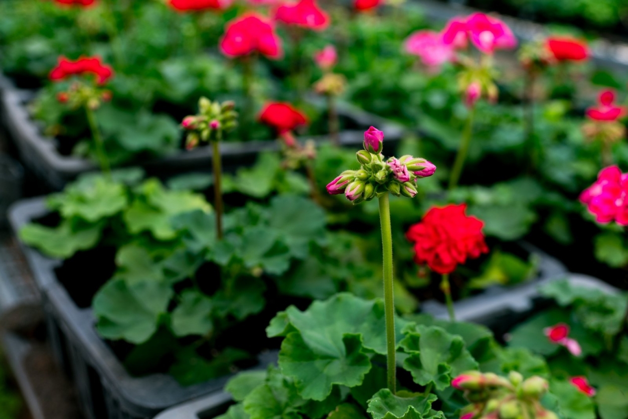 Тематическое фото Ева Сорокина, ИА AmurMedia