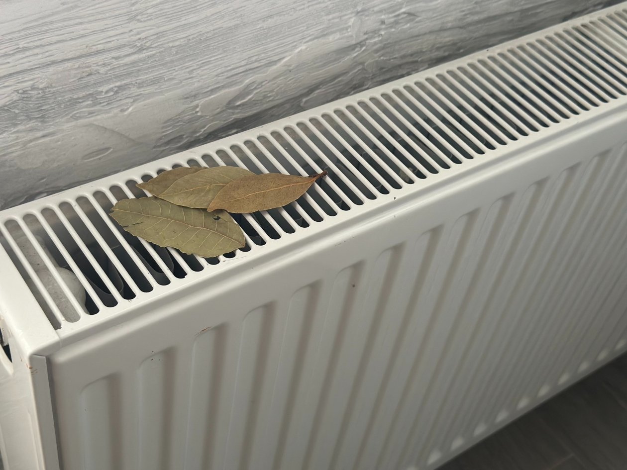 С первым теплом кладу лист лаврушки под батарею: вот как влияет на быт - близкие ценят ИА KrasnodarMedia