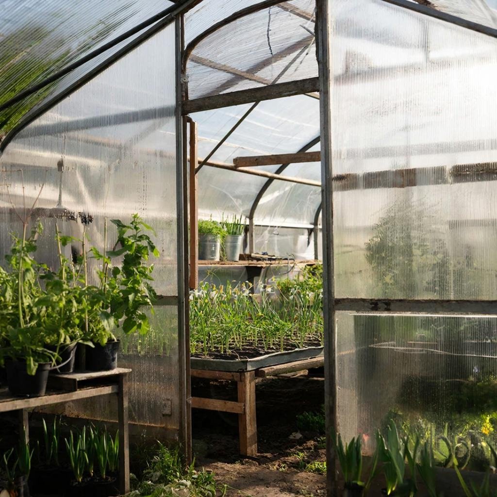 Теплица Kandinsky (18+)