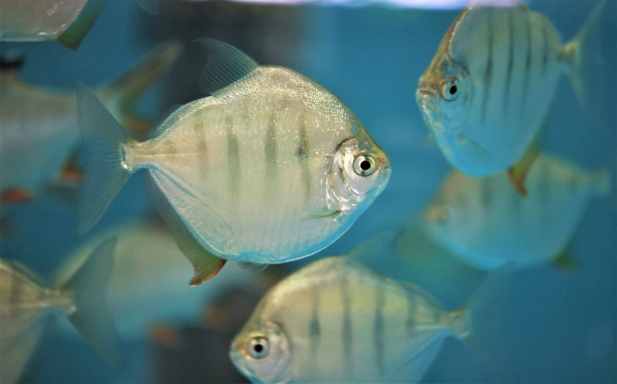 Пираньи-вегетарианцы с человеческими зубами появились в Приморском океанариуме Пресс-служба Приморского океанариума