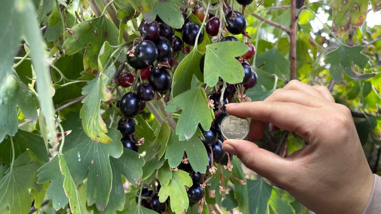 Три муки в апреле - и смородина с 5-рублёвую монету: кусты увешаны ягодами ИА KrasnodarMedia