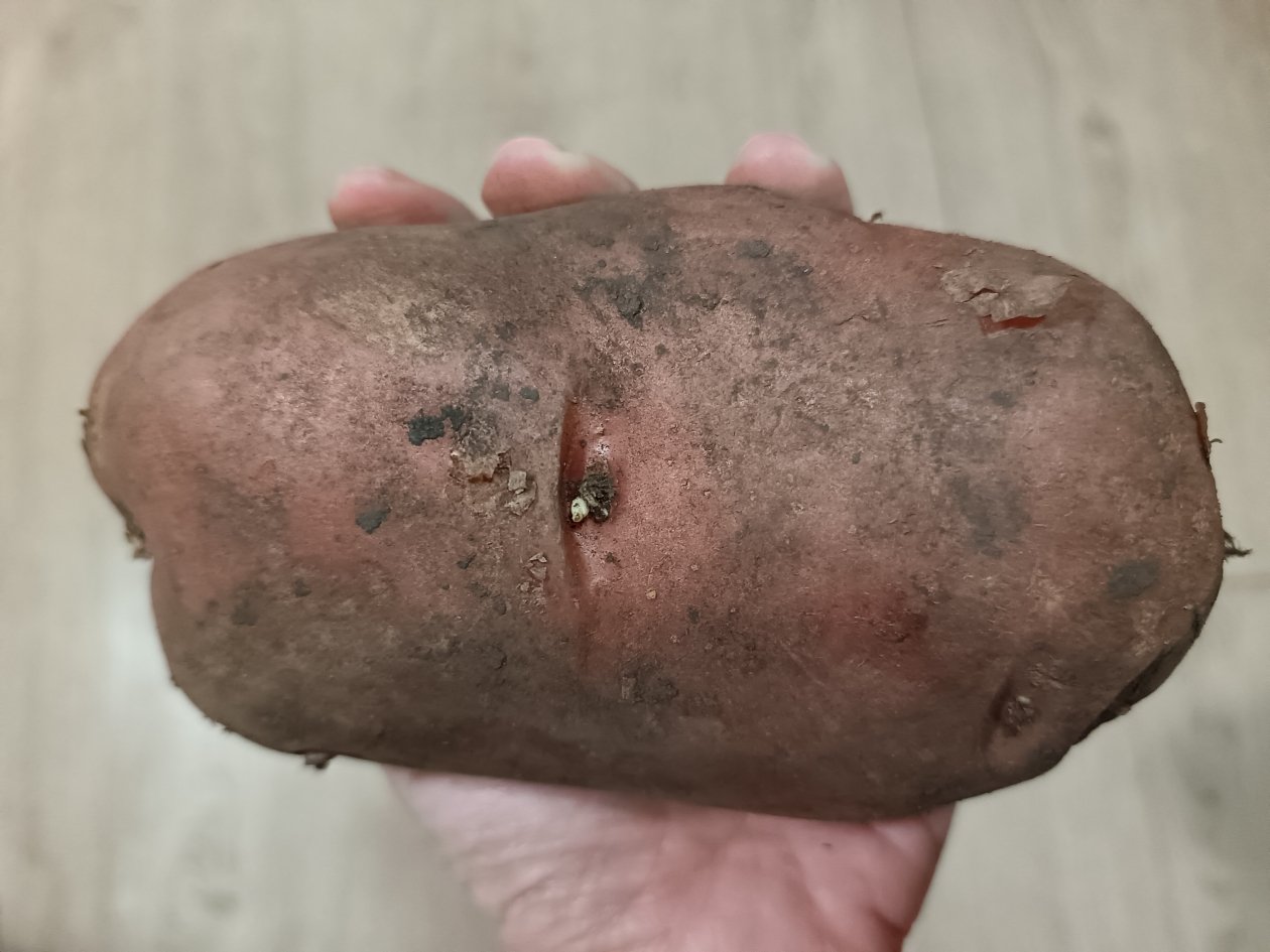 Кидаем в каждую лунку – картошка размером с дыню, проволочник сгинет: богатейший урожай без особого труда ИА KrasnodarMedia