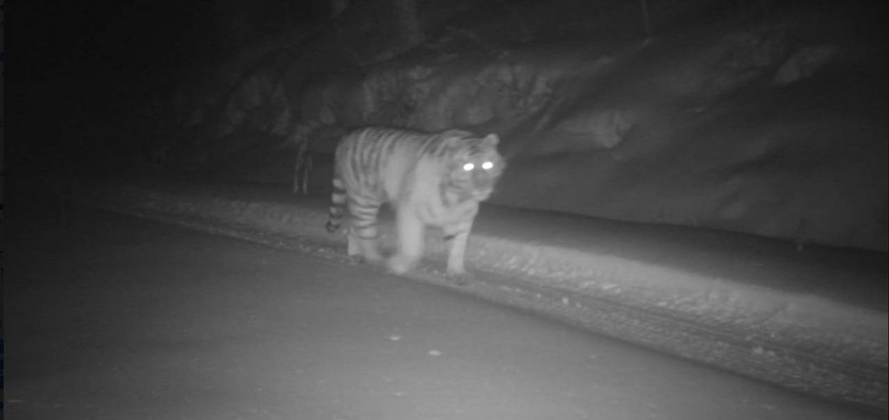 Тематическое фото Центр &quotАмурский тигр&quot