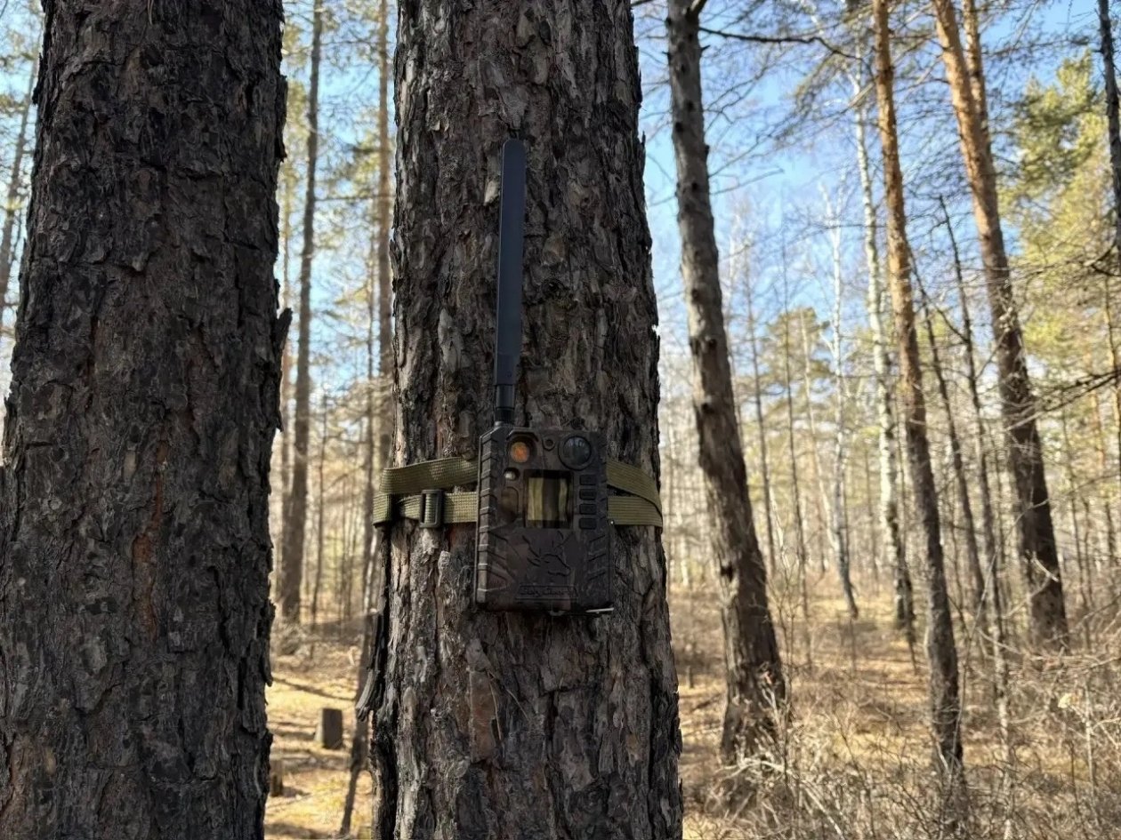 Фотоловушка Минлес Забайкалья