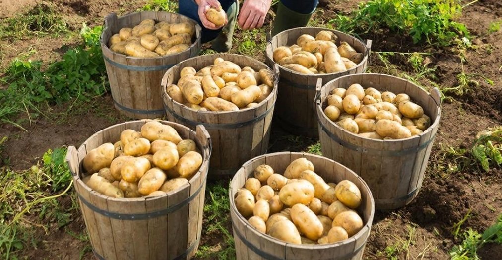 Дачники, это не картофель, а мегазавод: 800 кг с одной сотки - угощаю всех соседей Создано с помощью ИИ