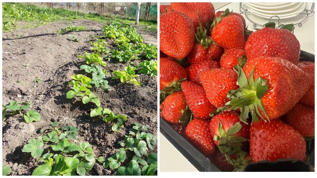 1 литр под куст - на выходе 45 кг клубники: дешевле навоза в 8 раз ИА SakhalinMedia