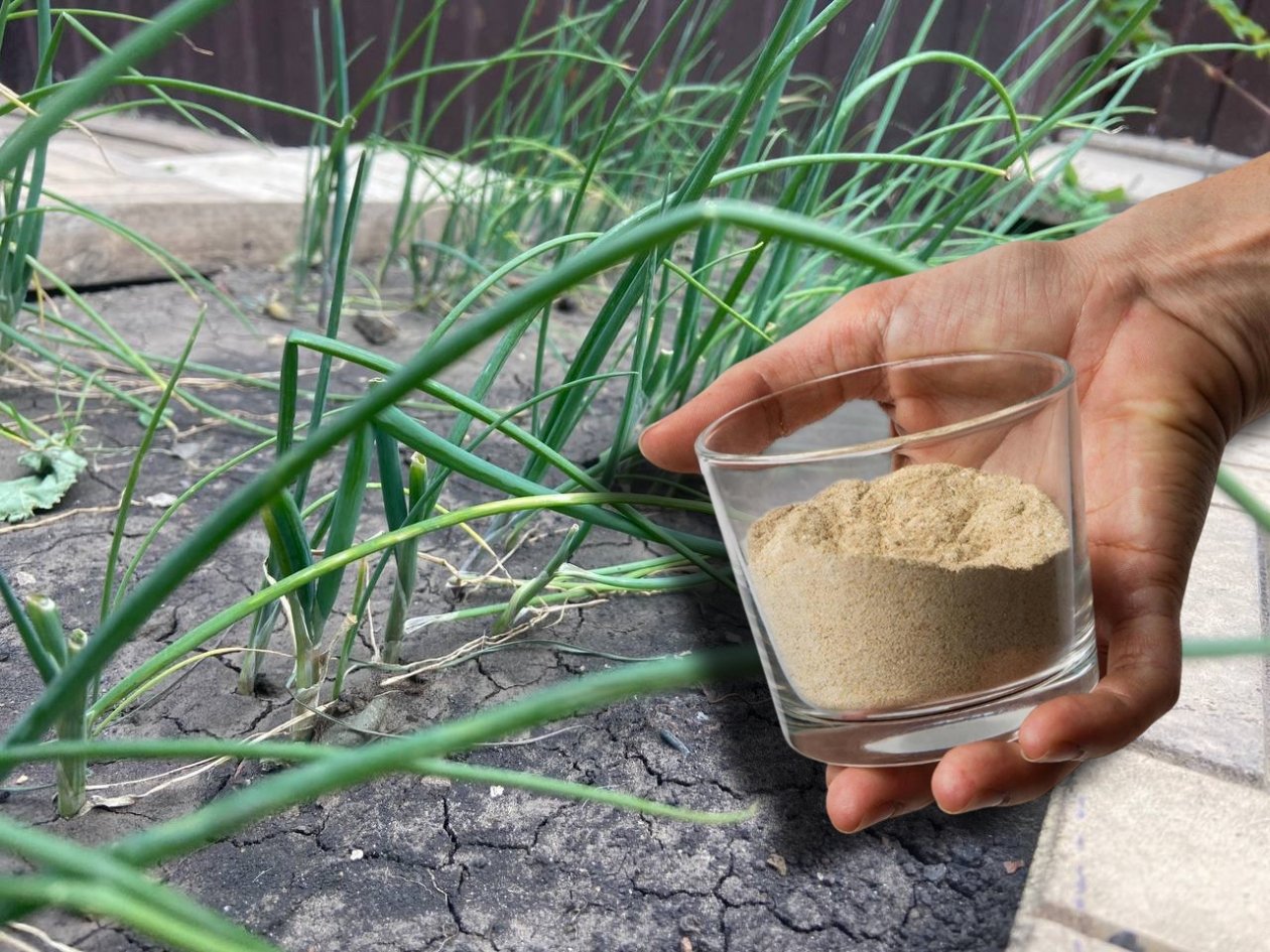 1 стакан на грядку - луковицы с кулак, перья ярко-зеленые: схема полива ИА SakhalinMedia