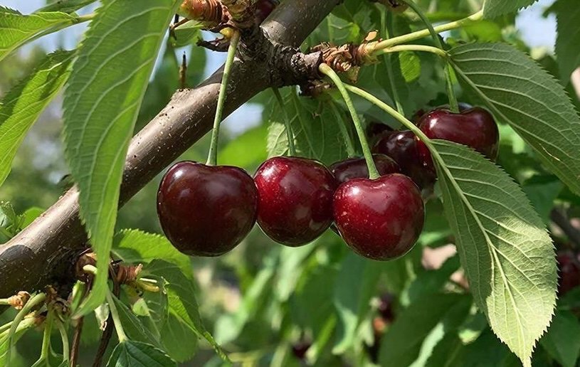 3 пшика на ветки - тля и муравьи бегут как от чумы: всё дерево в сладкой и красной вишне Создано с помощью ИИ