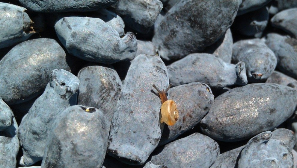 жимолость pxhere.com