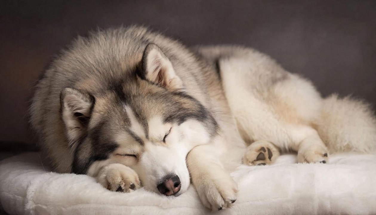 5 пород собак, которые не нужно часто выгуливать: даже утром они не просятся на улицу Создано при помощи ИИ