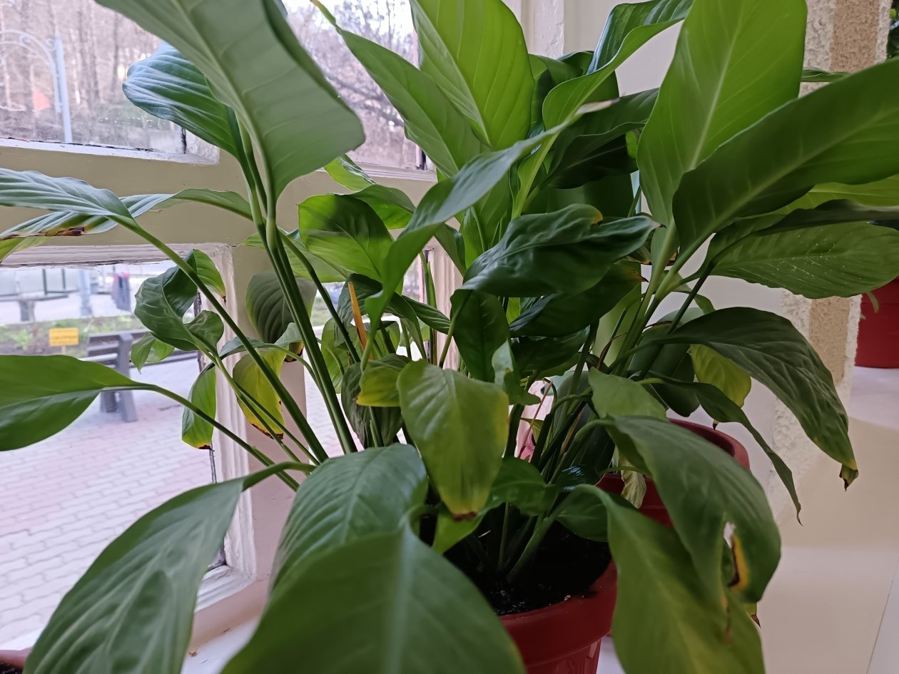 1 ложка на 1 литр — и даже мирно спящий спатифиллум выдаст десятки белых парусов ИА SevastopolMedia.ru