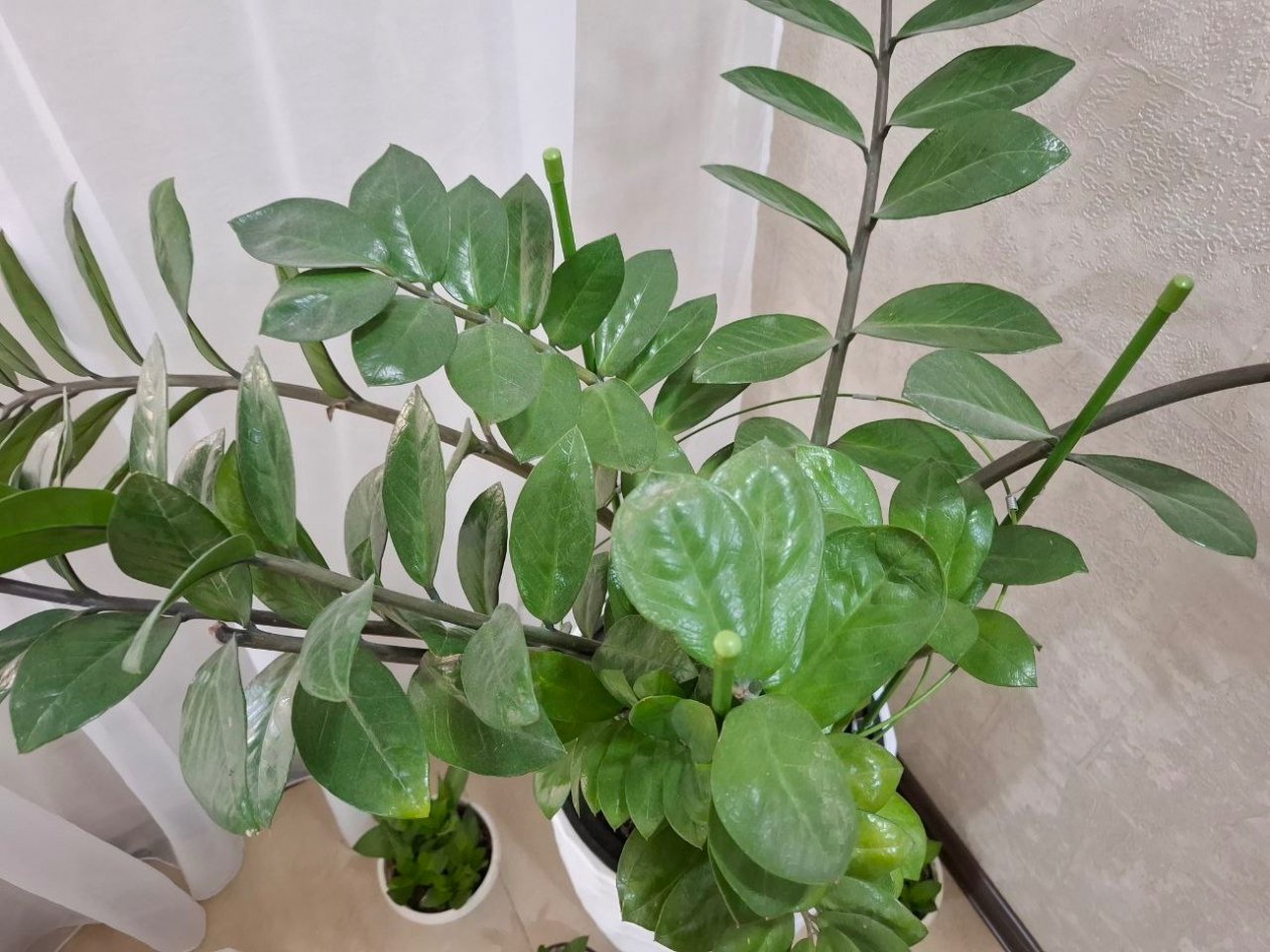 Замиокулькас будет пышнее пальмы: 5 тонкостей в уходе - от света до полива ИА SevastopolMedia