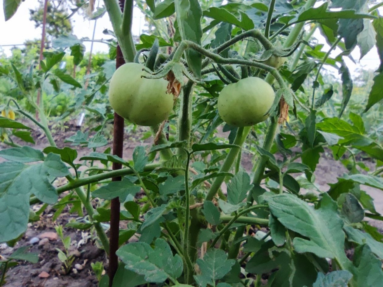 Не томаты, а головная боль: 4 самых худших сорта - кислые и водянистые ИА KrasnodarMedia