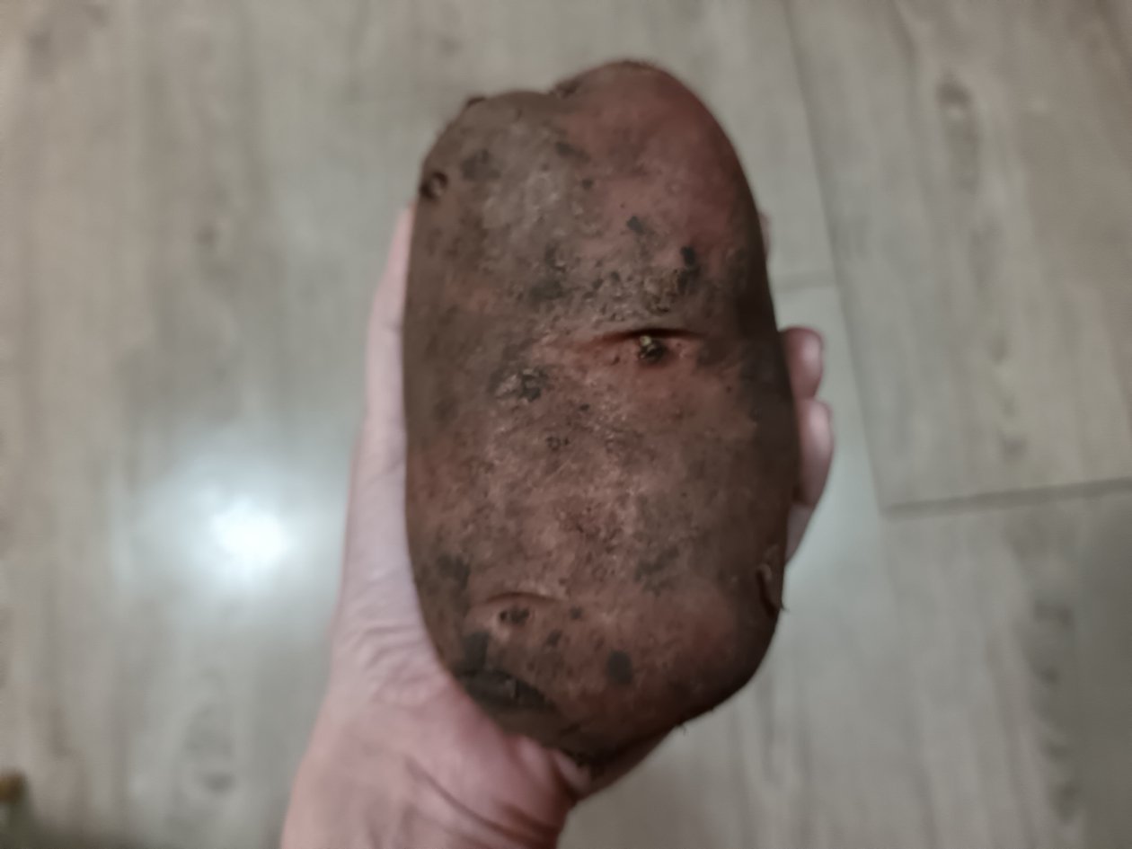 Даже палка даст щетку корней: втыкаем черенок в овощ — мощный природный корнеобразователь ИА StavropolMedia