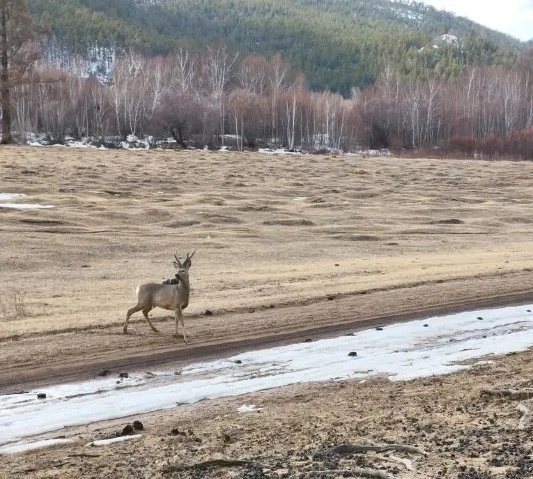 Самец косули Минприроды Забайкалья