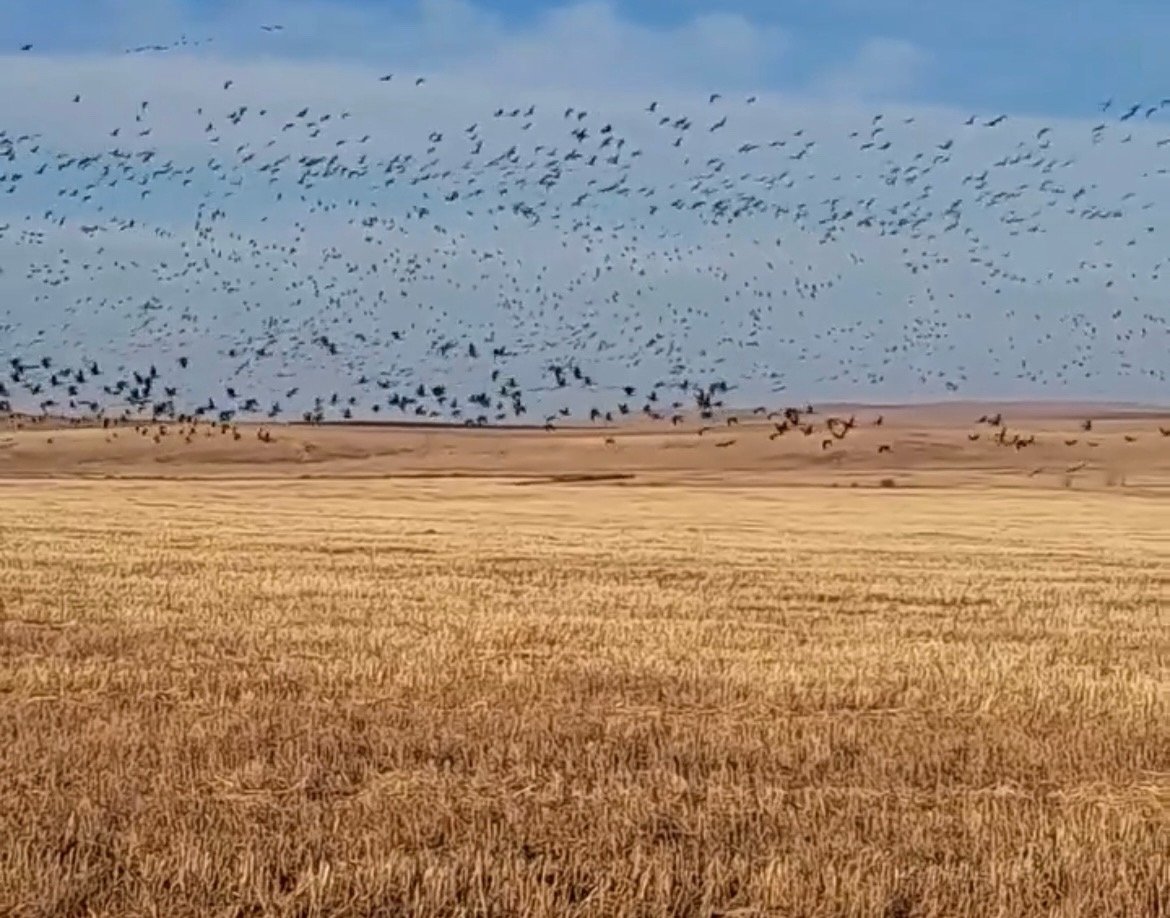 Кадр из видео Минприроды Забайкалья