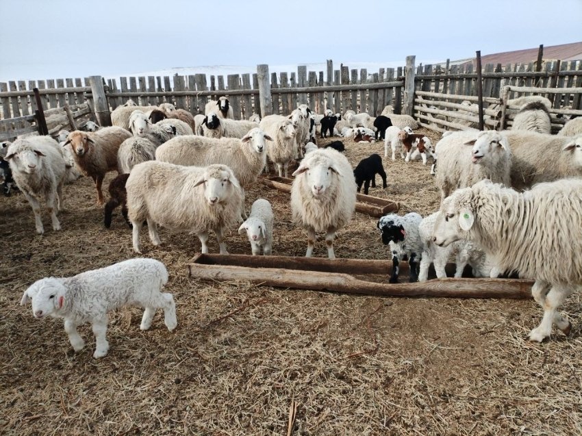 Овцы Правительство Забайкалья