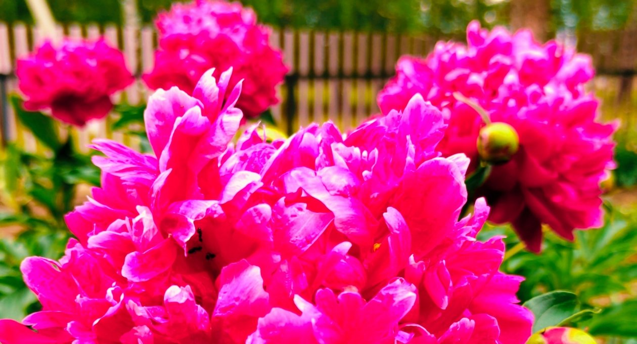 Пион Автора