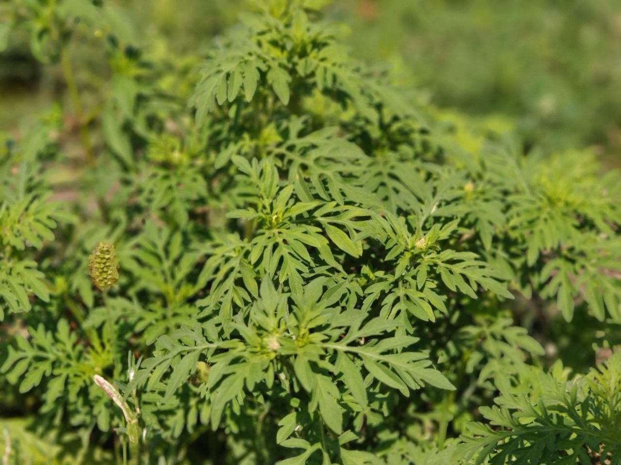 &quotЧёрный&quot список опасных чужеродных растений составляют на Ставрополье ИА Stavropol.Media