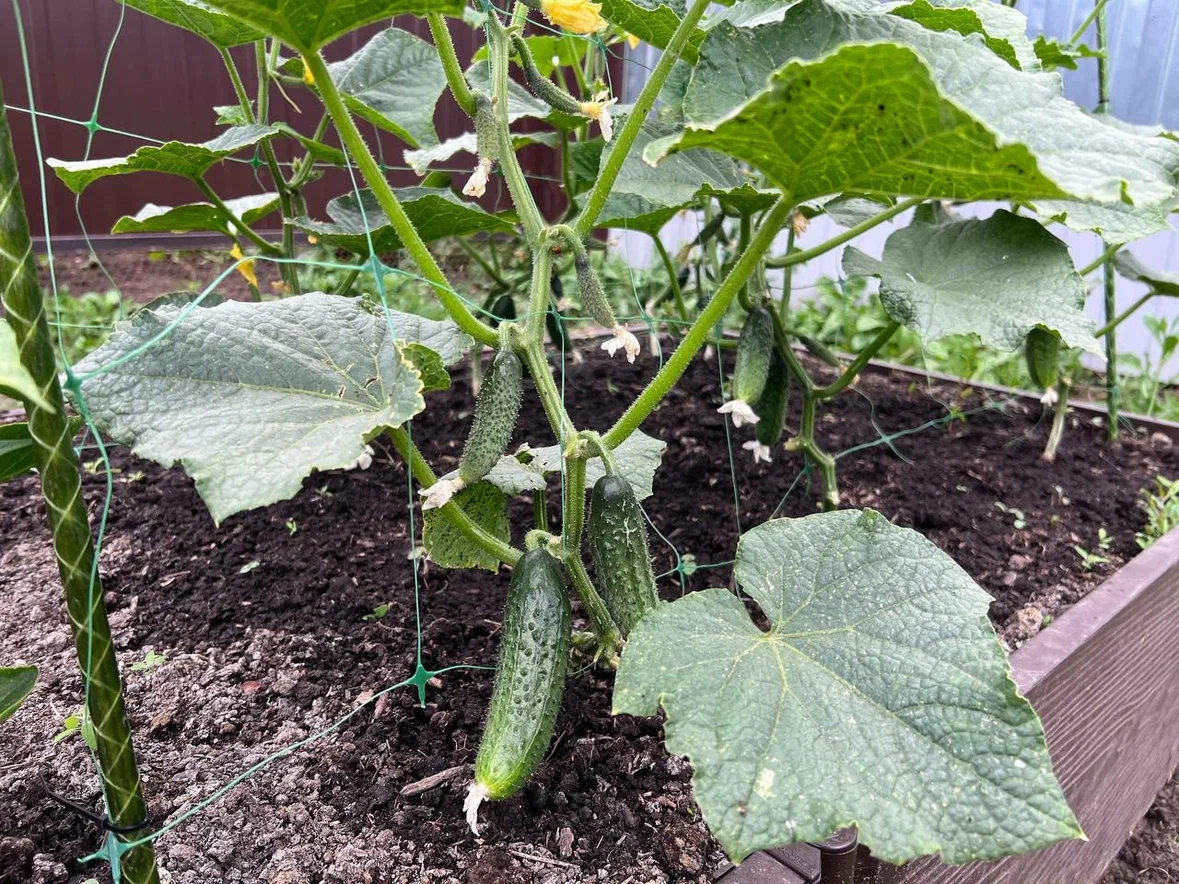 Огурцы - только не рыхлить: 5 секретов богатого урожая - методы Галины Кизимы ИА Stavropol.Media