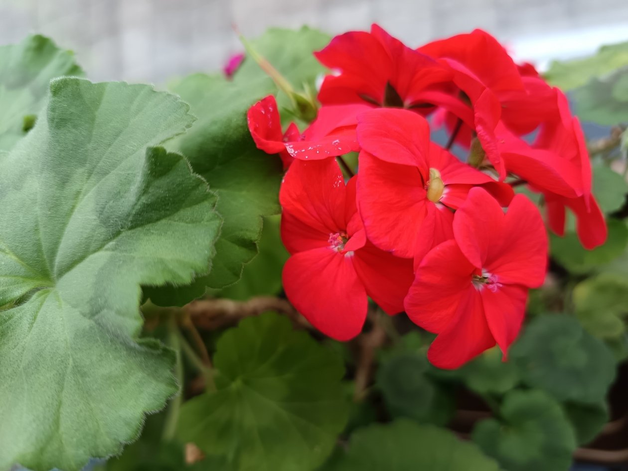 Капля на литр - пеларгония будто взбесилась, выдает бутон за бутоном как по расписанию ИА SevastopolMedia.ru