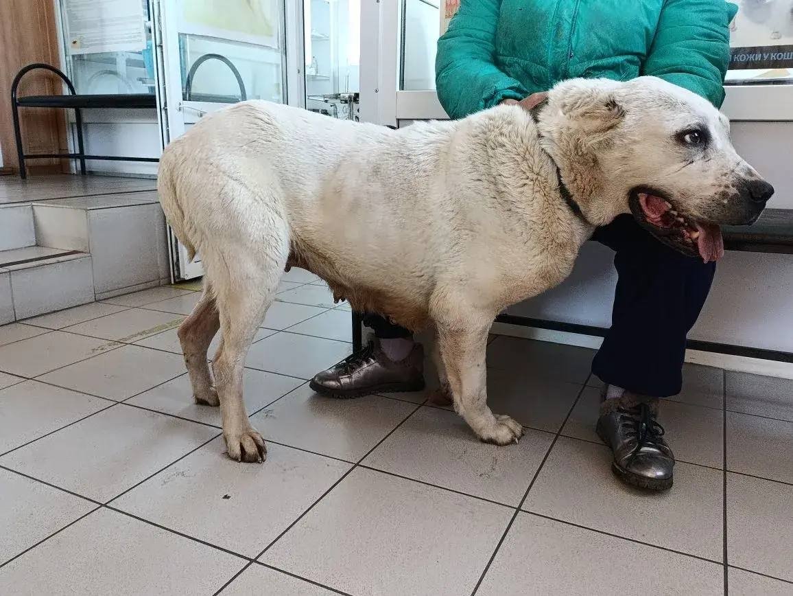 В Приангарье ветеринары удалили опухоль весом более 2,5 кг у 10-летнего алабая Ассоциация ветеринарии Приангарья
