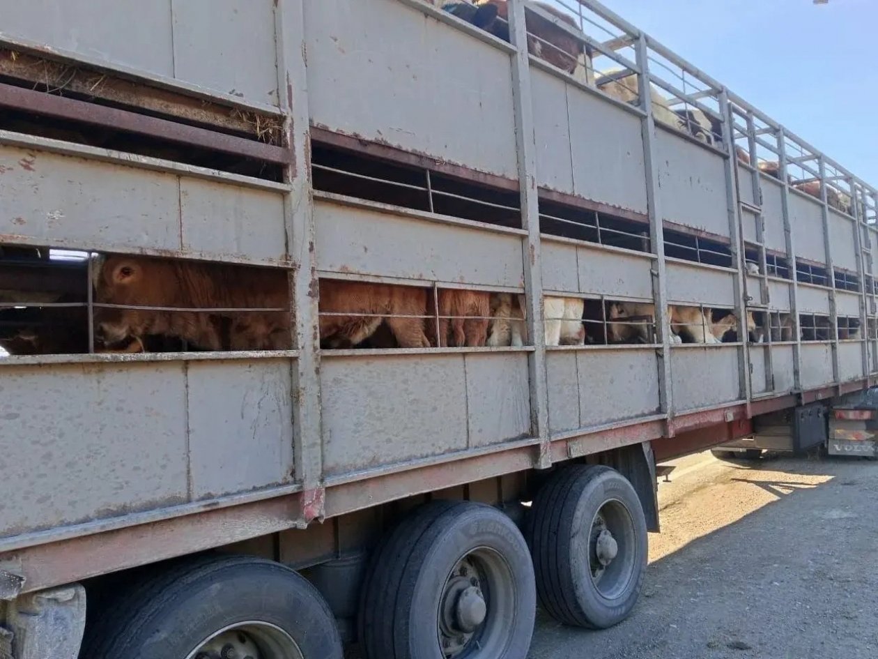 Крупно рогатый скот Россельхознадзор Забайкалья